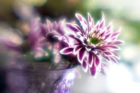 bloem